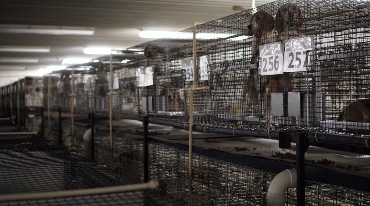 waynehhsiung's tweet image. When we left Ridglan, carrying a blind pup in our arms, I turned around and saw this. Hundreds of dogs begging for us to take them too. 

I tear up just thinking about it. The guilt burns me to this day. 

But in that moment, I made a promise. We won't forget you. We'll come…