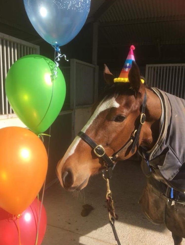 horseimage's tweet image. today is my birthday