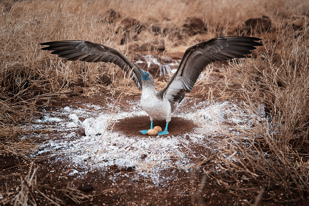 BROS_1991's tweet image. 生命の声 地球の歌
『抱卵中のアオアシカツオドリ』…