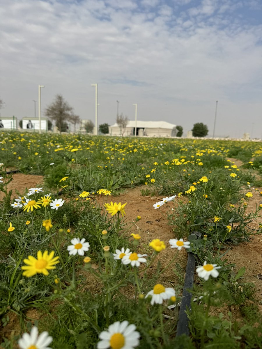 ع يـ دد .. tweet media