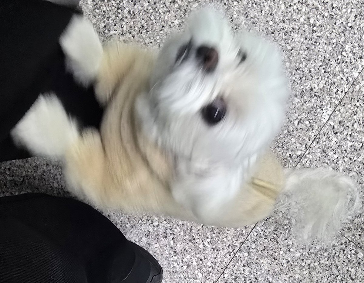 퇴근해서 집 가다가 엘베에서 아는개마주침
믿을수없단표정으로 언니맞는지 확인하는개