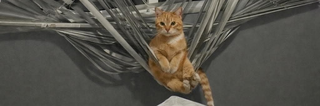 No Cats No Life tweet media