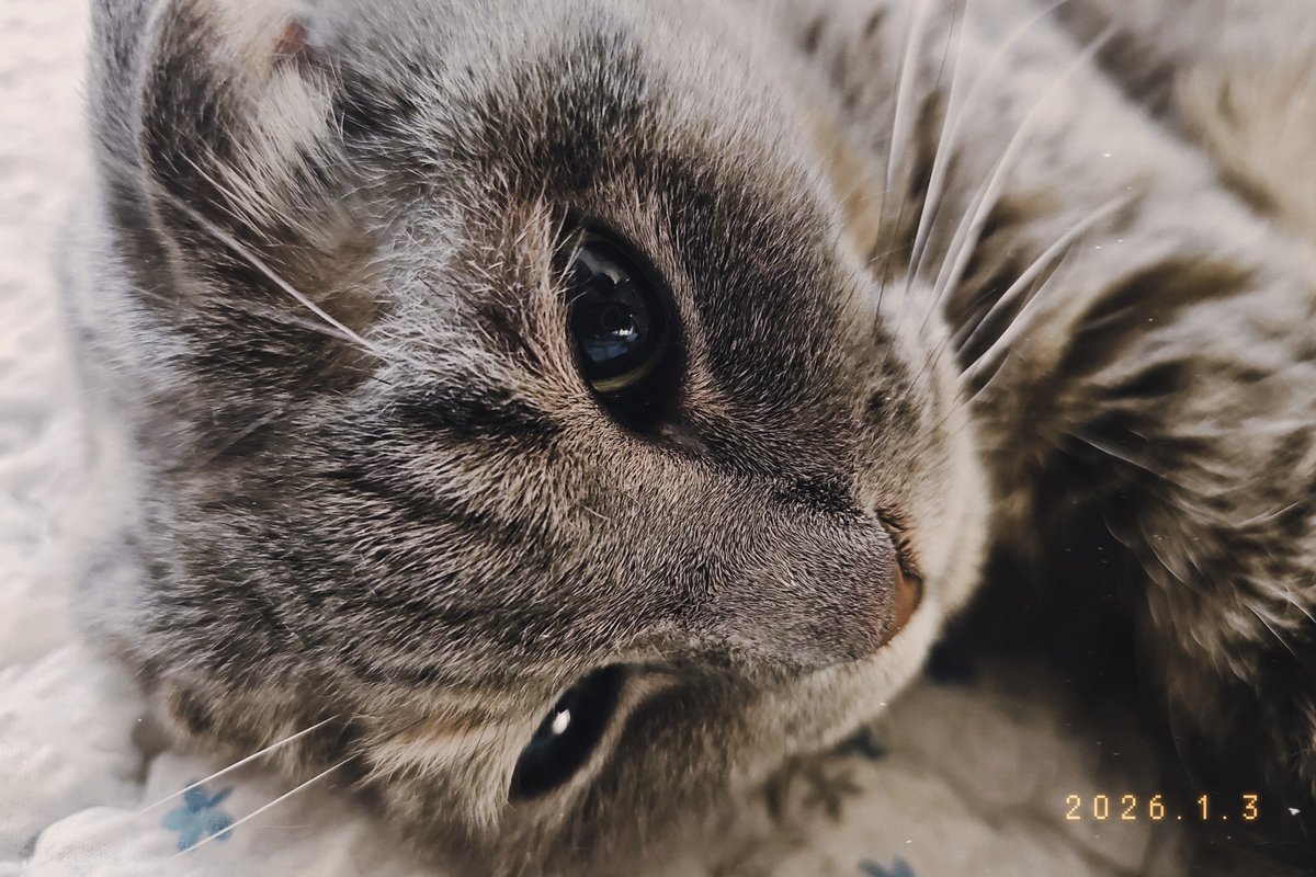 doooo486's tweet image. 고양이 사진 올리는 계정을 엑스가 없애버려서 그냥 여기다 함께 할테니 우리집 귀여운 아이들도 함께 탐라에 심어보세요