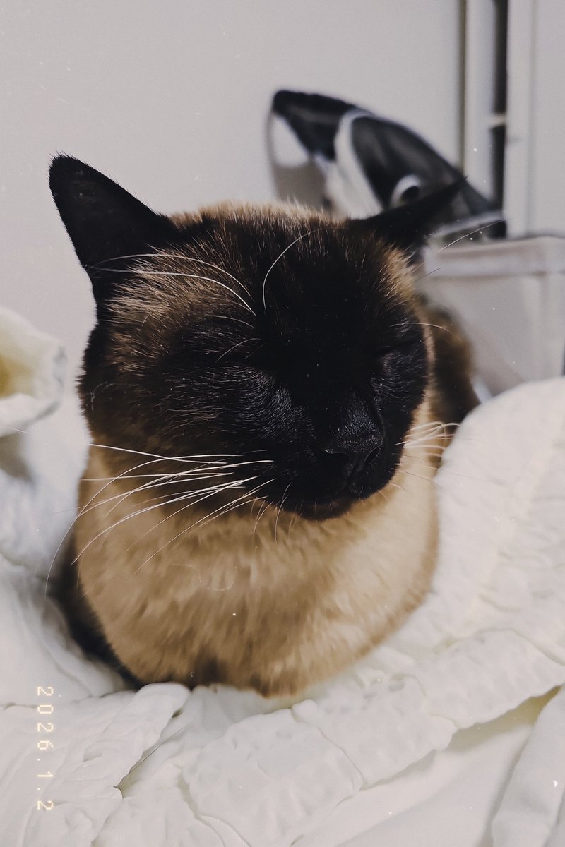 doooo486's tweet image. 고양이 사진 올리는 계정을 엑스가 없애버려서 그냥 여기다 함께 할테니 우리집 귀여운 아이들도 함께 탐라에 심어보세요