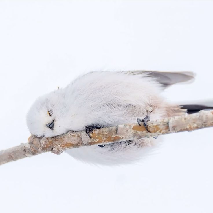 birdscolour56's tweet image. 