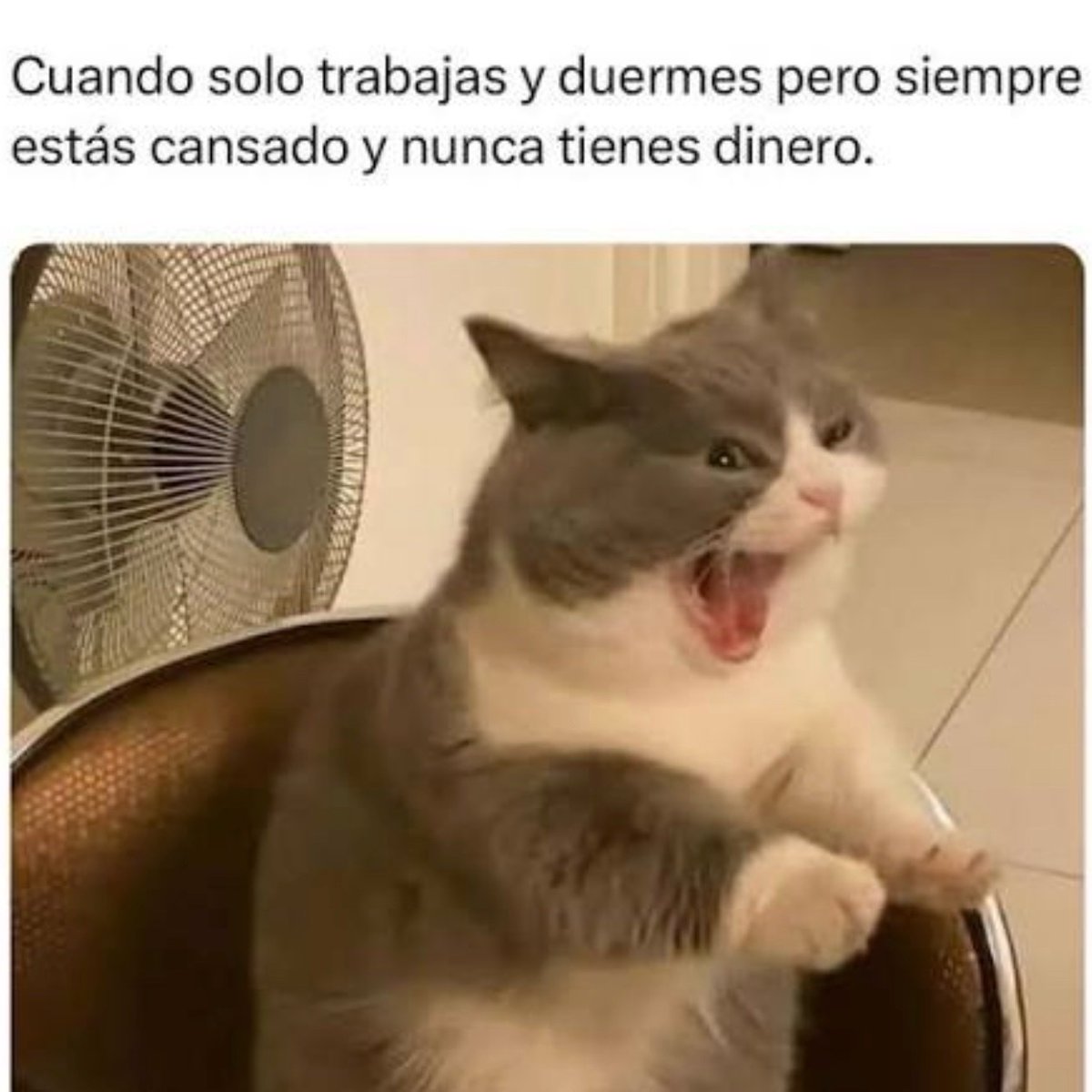 La vida adulta 🤦‍♂️