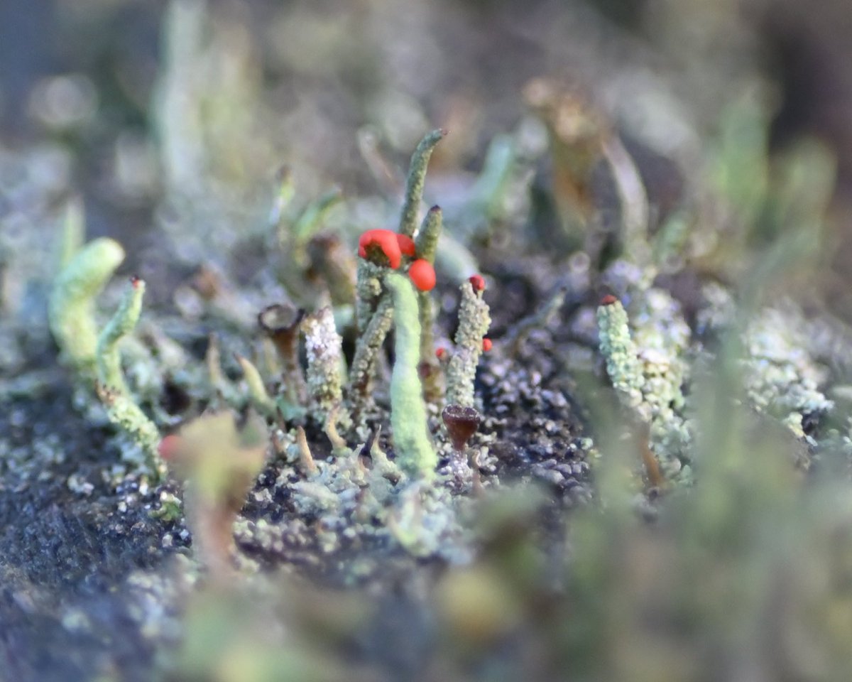 A lovely spot today - some Devils Matchsticks #Lichen