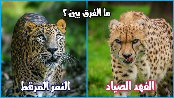 Fadykhattab's tweet photo. ملكين حكما العالم دون أن يلتقيا أبداً !!!
يمتلك الأسد ضوء الشمس. في السهول المفتوحة، تلامس خصلات لبدته خيوط الفجر، وتستمد قوته من العائلة. اللبؤات يصطدن معاً، يربين الأشبال معاً، ويدافعن عن بعضهن كقوة حية واحدة https://t.co/O0IlJy3E7M