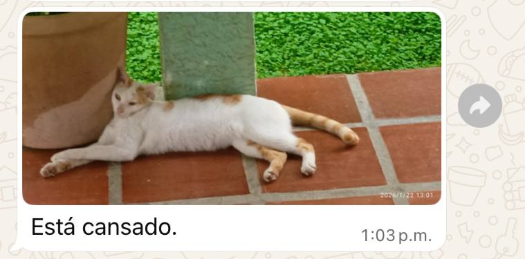 Mi madre enviando información importante del gato.