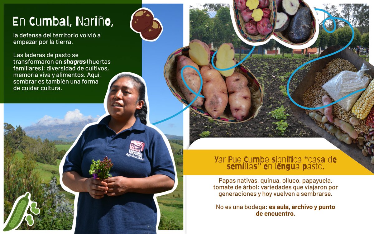 BiovIntCIAT_esp's tweet photo. En Cumbal, Nariño, el futuro germina desde las semillas. 🌱 
En la tercera historia de Todas las Voces, comunidad y conocimiento se unen en huertas y bancos comunitarios que preservan territorio, cultura y vida. 🌾 
👇 Lee la historia completa: https://t.co/34E4TCsuVj https://t.co/NY4vEDJwg6