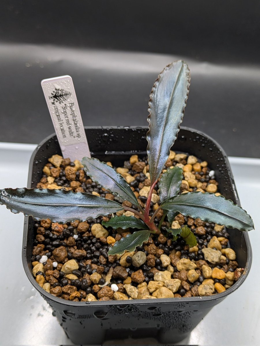 Kei@ (@keiponaQua) / Posts / X