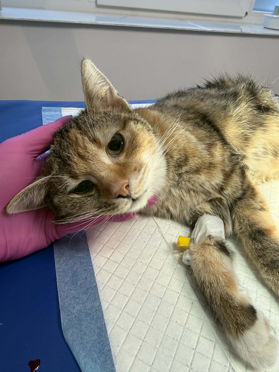 Brakuje 577 zł, pomóżcie zakończyć zbiórkę.

Karmelka została porzucona, w najgorszym momencie, gdzie temperatury sięgały -18 stopni...

Gdyby nie dobry człowiek, zamarzłaby...

Pomóżcie jej. Ona ma jeszcze szansę na dobre życie.

ratujemyzwierzaki.pl/karmelkaa