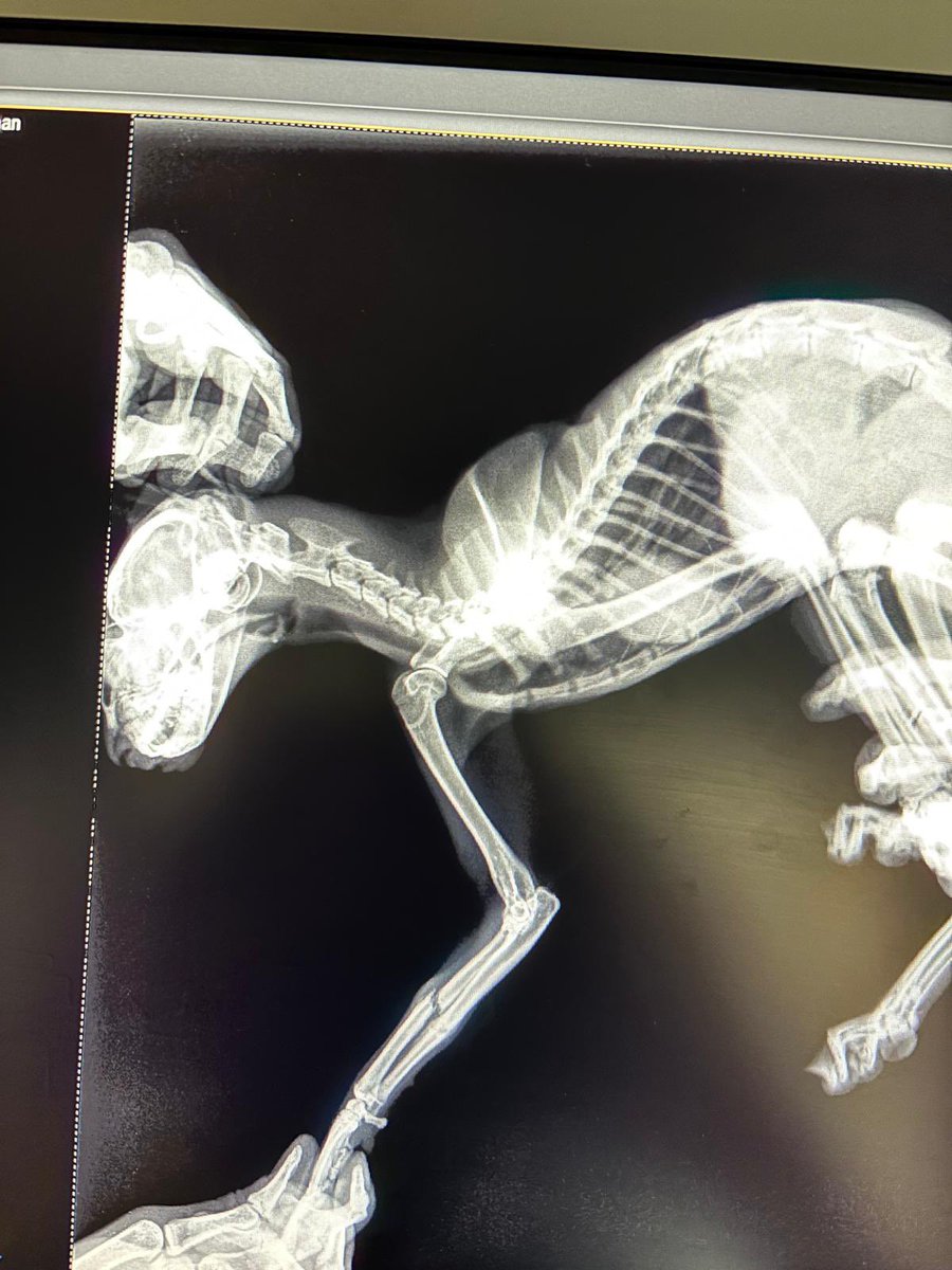 Evimin önünde bulduğum bu 6 aylık dişi minik 🐱 Ayağında eski bir kırık var, yanlış kaynamış ama şu an ağrısı yok, rahatça yürüyor. Aşıları yapıldı. Sokakta güvende olamayacağını düşündüğüm için ona sıcak bir yuva arıyorum 🤍