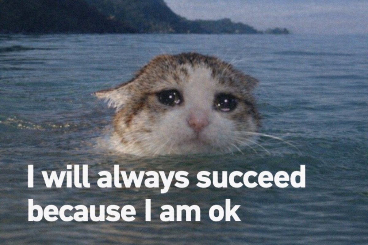 ok cat (@okcatmeme) on Twitter photo 