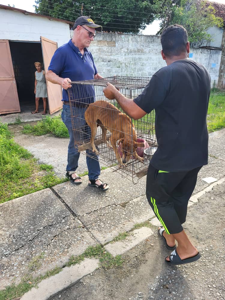 MargaritaPets's tweet image. Actualización Caso Matilde. Fue dada de alta  y trasladada al hogar temporal en #JuanGriego. Gracias a 2 humildes sras que la recibieron mientras se recupera ♥️. Iba en la jaula mientras se trasladaba no se dejó poner paseador.  Está bastante recuperada 🧵