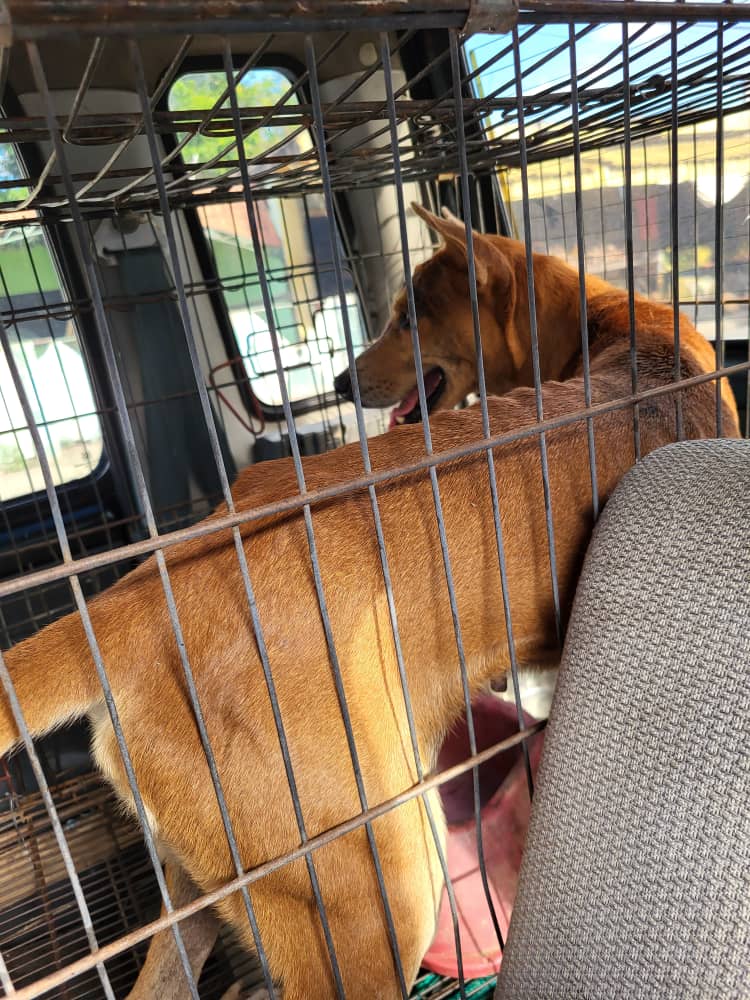 MargaritaPets's tweet image. Actualización Caso Matilde. Fue dada de alta  y trasladada al hogar temporal en #JuanGriego. Gracias a 2 humildes sras que la recibieron mientras se recupera ♥️. Iba en la jaula mientras se trasladaba no se dejó poner paseador.  Está bastante recuperada 🧵