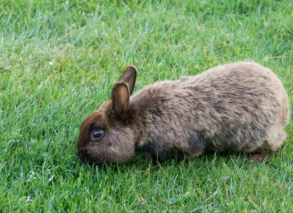 World Lagomorph Society tweet media