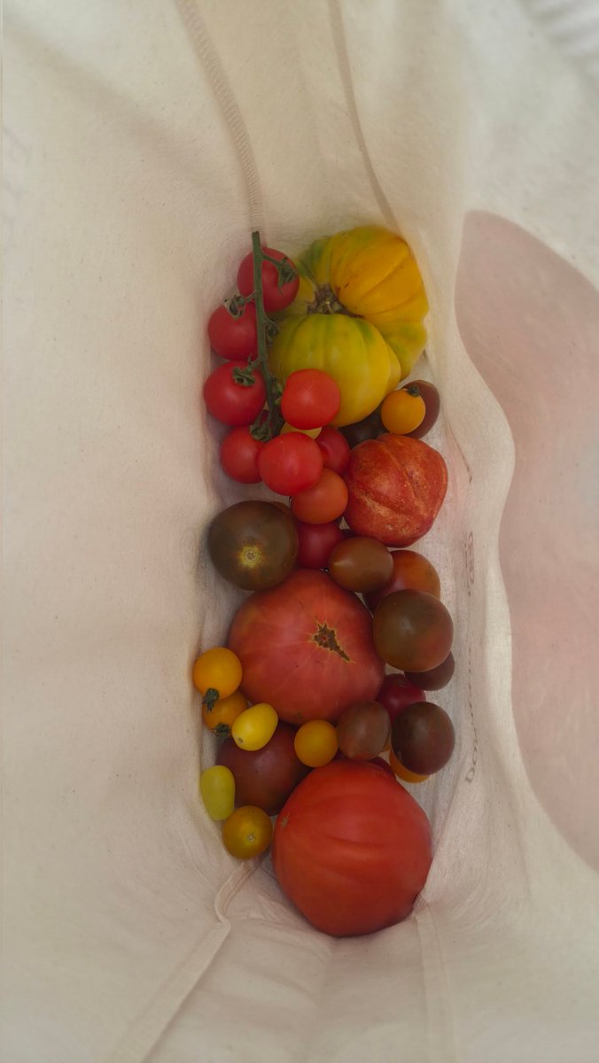 Hoy voy a ser influencer (?) de tomates y les voy a contar que en Don Julio están regalando sus tomates, que son de su huerta y los que usan ahí y en el preferido y te explican cómo usar las semillas para plantarlos vos también (y te dan una tote hermosa)