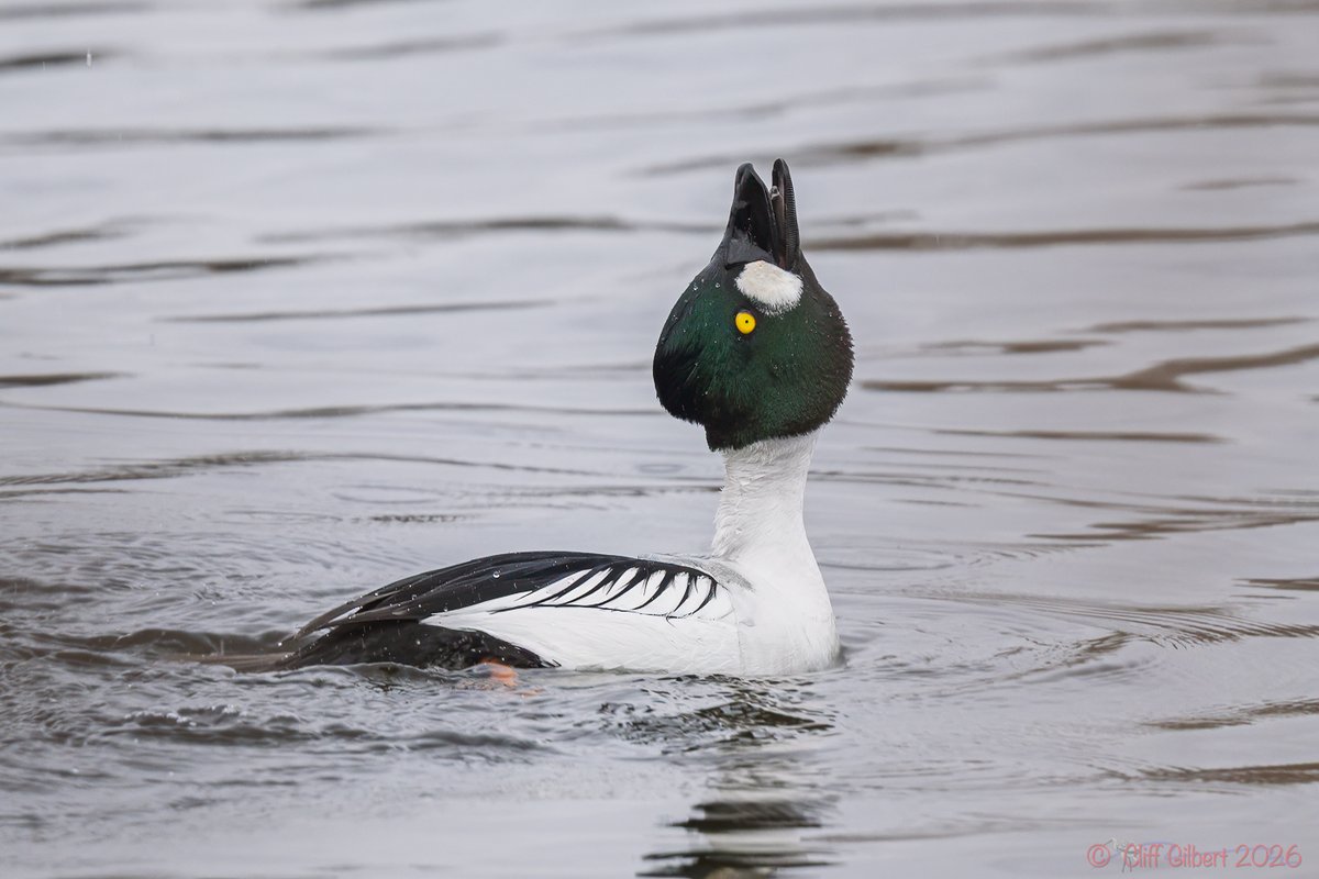 Cliff Gilbert tweet media