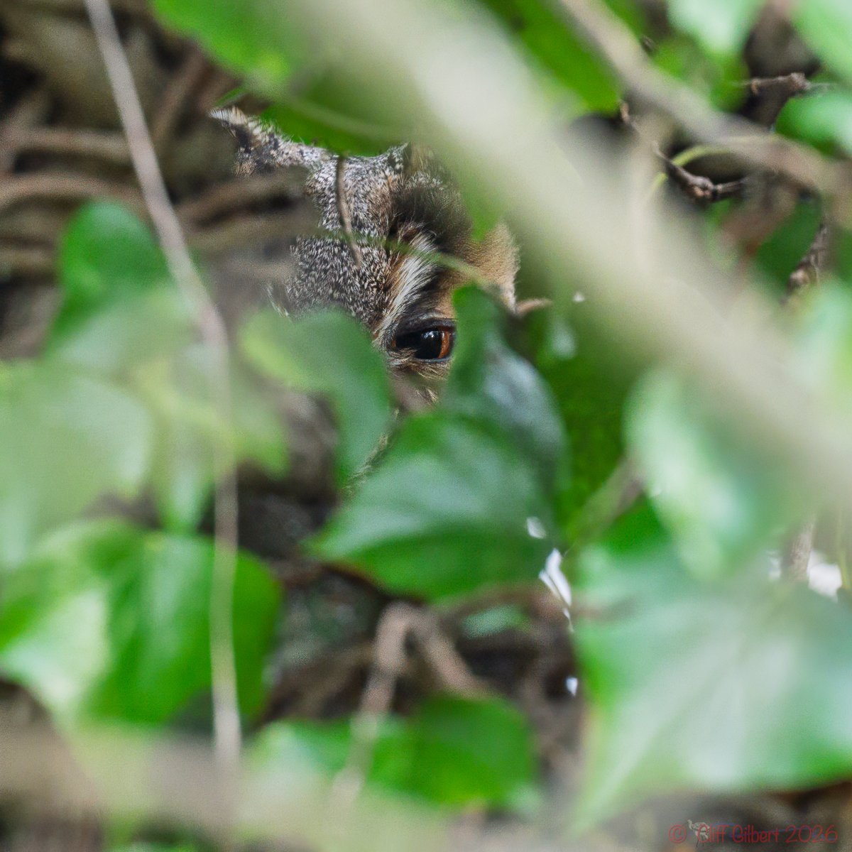 Cliff Gilbert tweet media