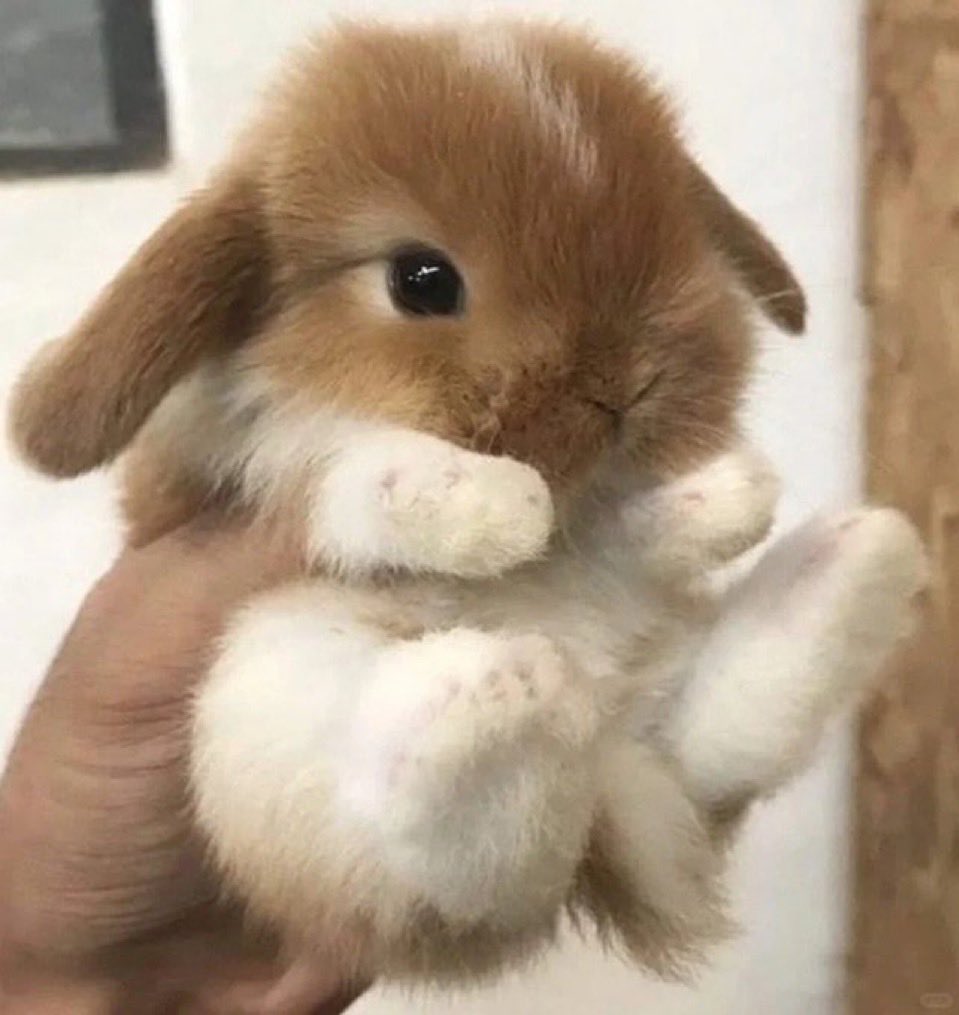 randomr22's tweet image. 🩶🐰