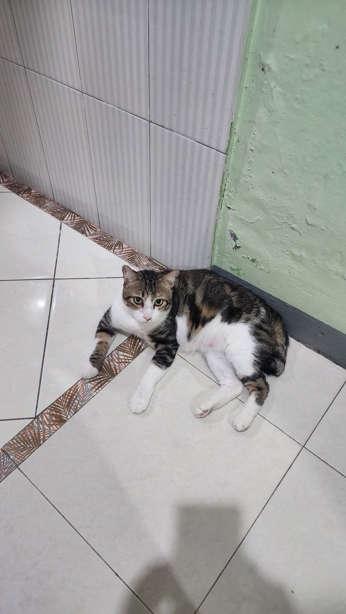 Sifalutf's tweet photo. Till we meet again ya beci kucingku yg paling baik🥲 https://t.co/kPiVMFYHTV