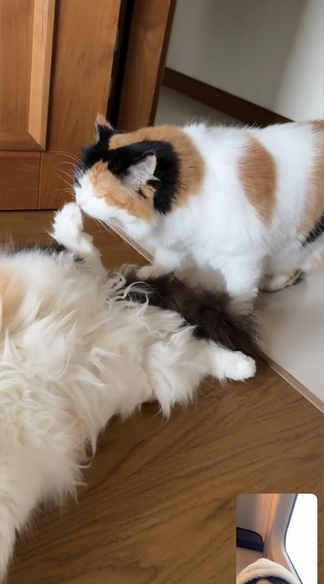 小何 (@hoxgayu) on Twitter photo 