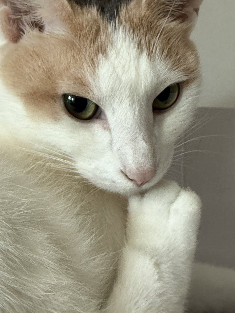 프리라떼주인 tweet media