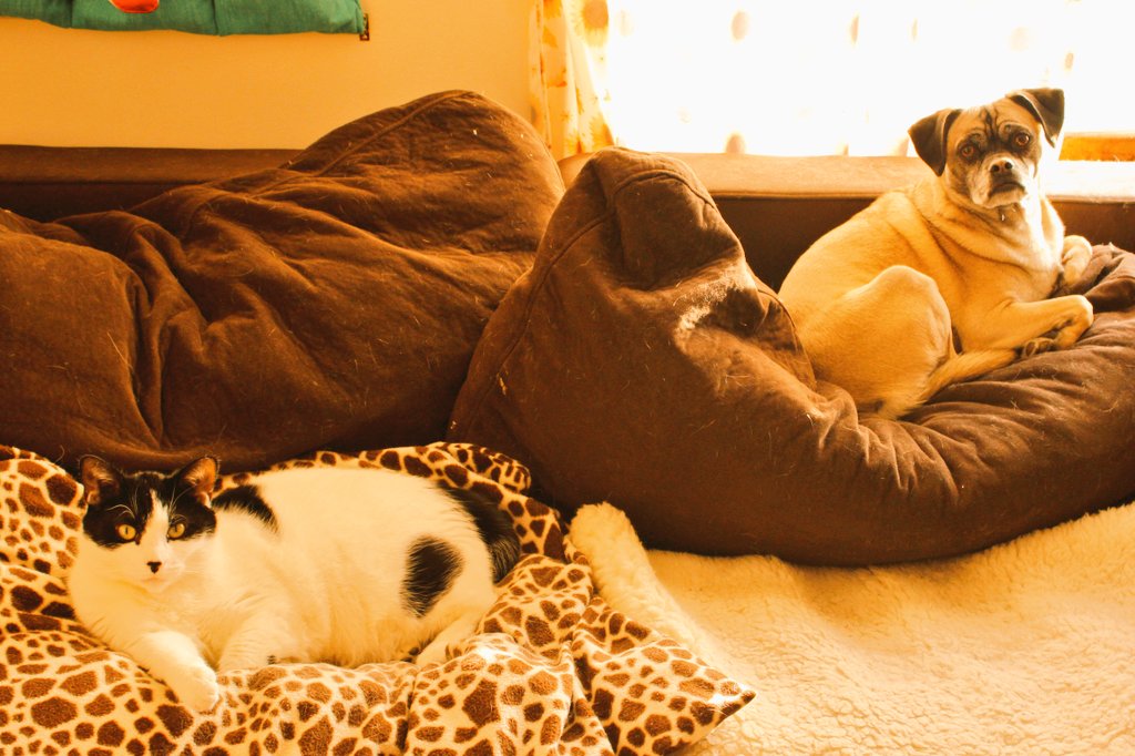 "Have you had a kindness shown? Pass it on; ‘Twas not given for thee alone, Pass it on; Let it travel down the years, Let it wipe another’s tears, ‘Til in Heaven the deed appears – Pass it on"-
Henry Burton (1840-1930)

Wishing everyone a wonderful Friday! Love you dear hearts!