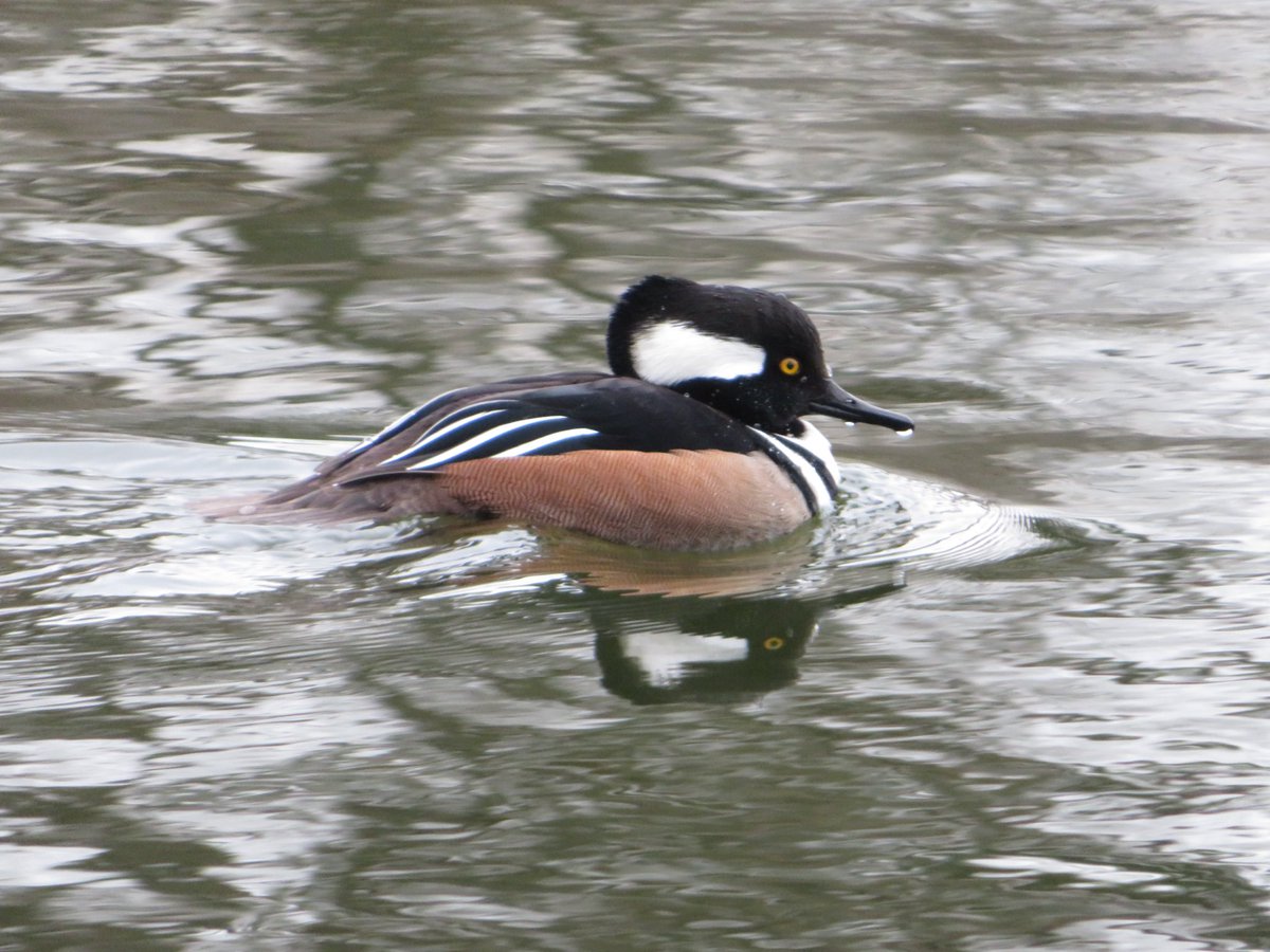 Fabhattan's tweet photo. This cold weather makes me want to stay inside but once I see the ducks I’m glad to be out #hoodedmerganser at #themeer in #centralpark #birdcpp (can you spot the #GBH in the last pic?) https://t.co/sdvQtrkMWh