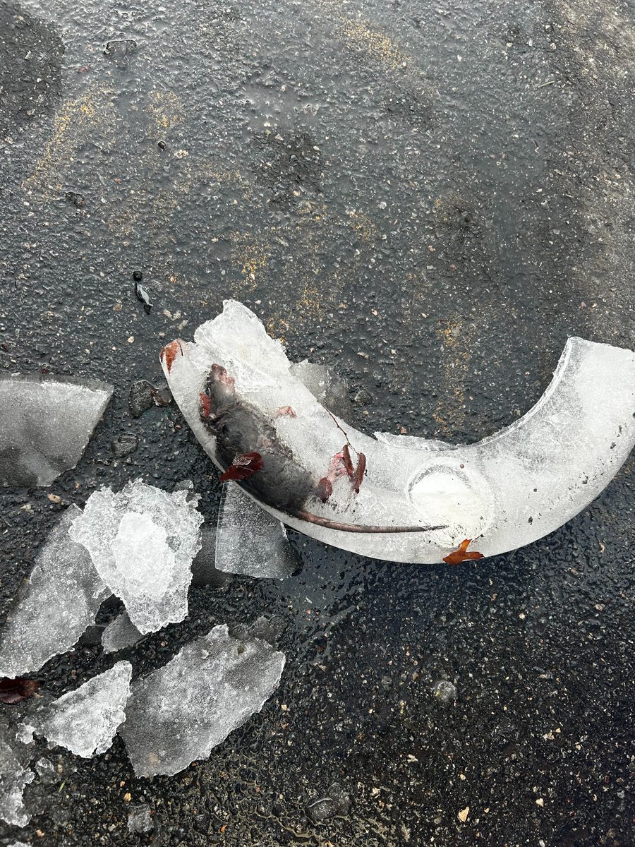 If anyone needs evidence of how cold it is in Boston this morning, here's a live look from Southie...

📸: <a href="/MandaMaio/">Amanda DeMaio Harper</a>