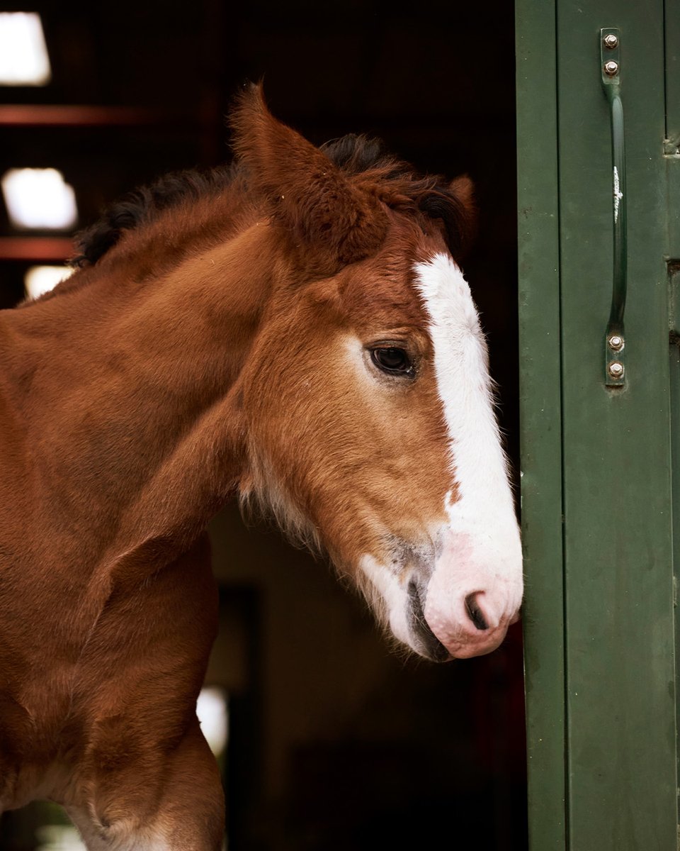 Getting ready for his Super Bowl debut. RT to make him a star.