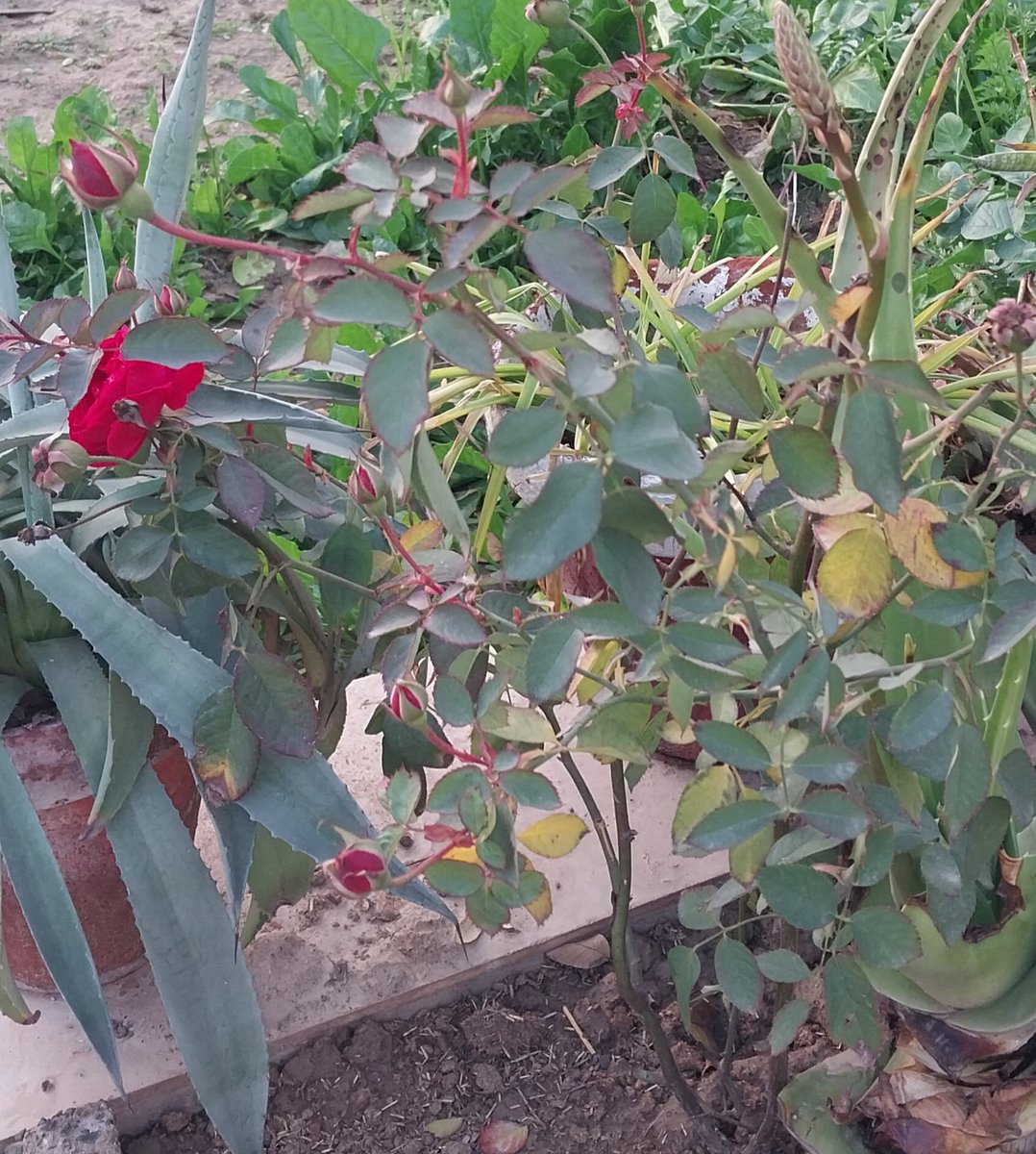 میں نے اپنے گھر کے سامنے گلاب کے پودے لگائے تاکہ ماحول خوب صورت ہو اور ہر آنے جانے والا چند لمحوں کے لیے خوشی محسوس کرے۔
مگر افسوس کہ کسی نے وہ پھول توڑ لیے۔
سوال یہ نہیں کہ دو تین پھول توڑنے سے کیا ملا، سوال یہ ہے کہ ہم سیکھ کیوں نہیں پاتے کہ جو چیز سب کے لیے خوشی کا سبب بنے،