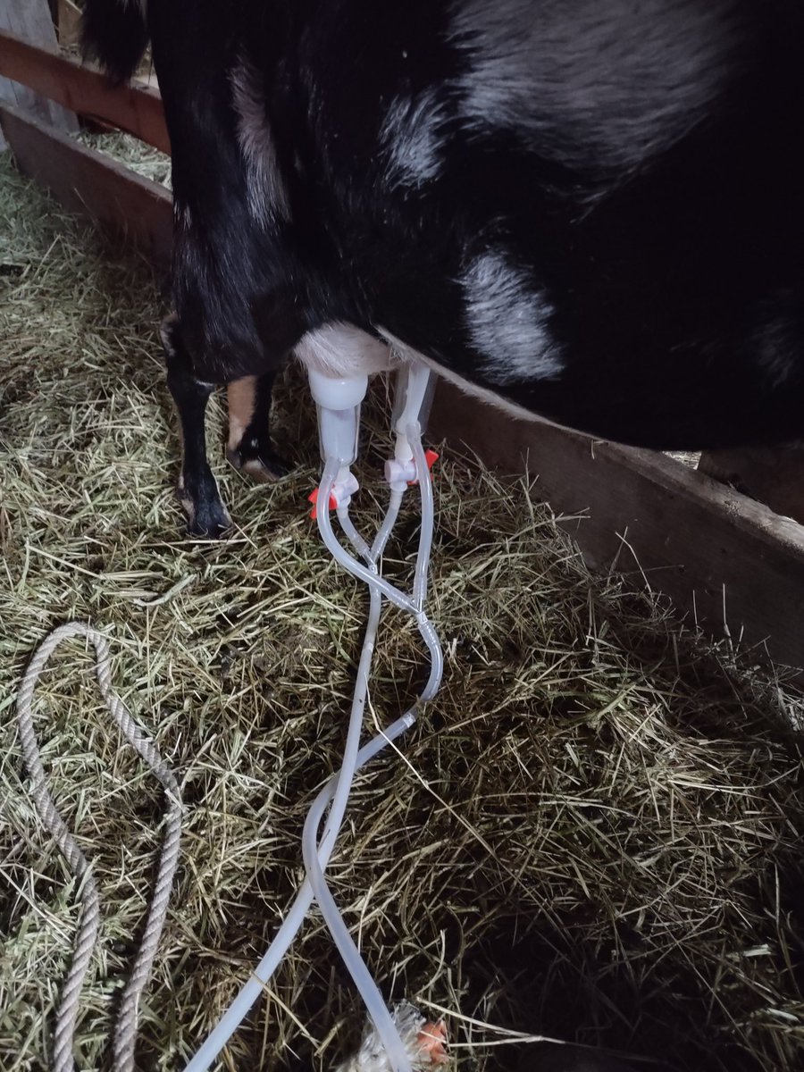 CornbreadRTR's tweet image. Another 1/2 gal. this morning. Sold before I got through milking. High demand around here fer raw milk. I'm getting $5pt. $8qt. $15gal. 👍🏻