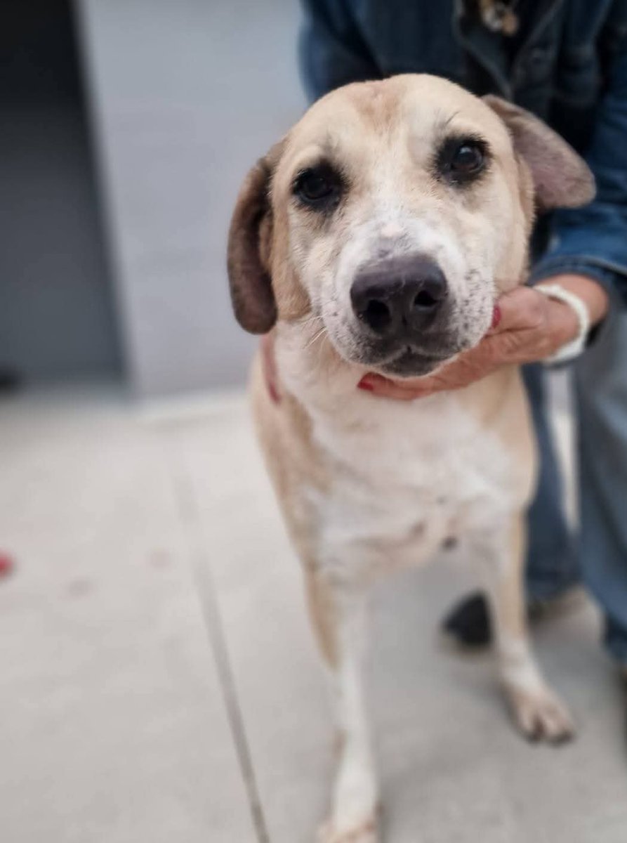 Carini (Pa)BIANCA è una mix labrador di circa 5 anni.. viveva in una casa prima di finire in canile,dolcissima, affettuosa e speriamo davvero non venga dimenticata per sempre...28kg sterilizzata. Arriva ovunque 
Pee info e adozione scrivete messaggio whats app
329 029 7636