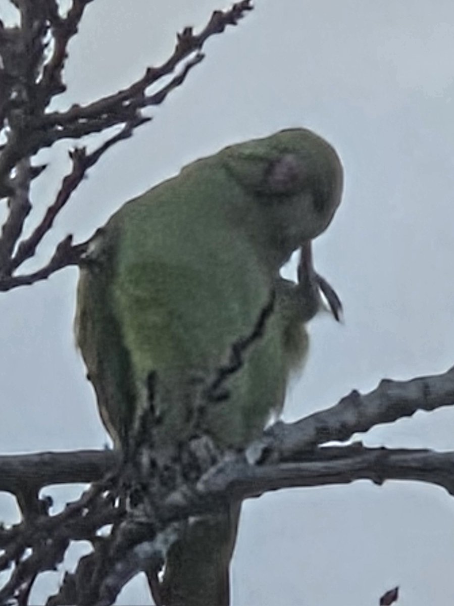 helen73eagle's tweet photo. #biggardenbirdwatch https://t.co/7rRlx5kuyj