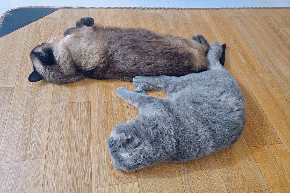 doooo486's tweet image. 이게 행복이지