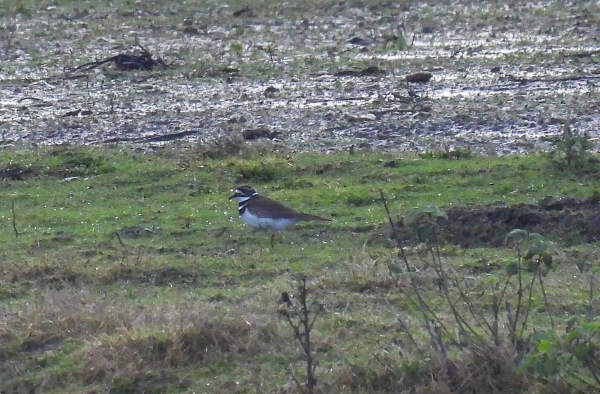 Mike King🦉🐺 tweet media