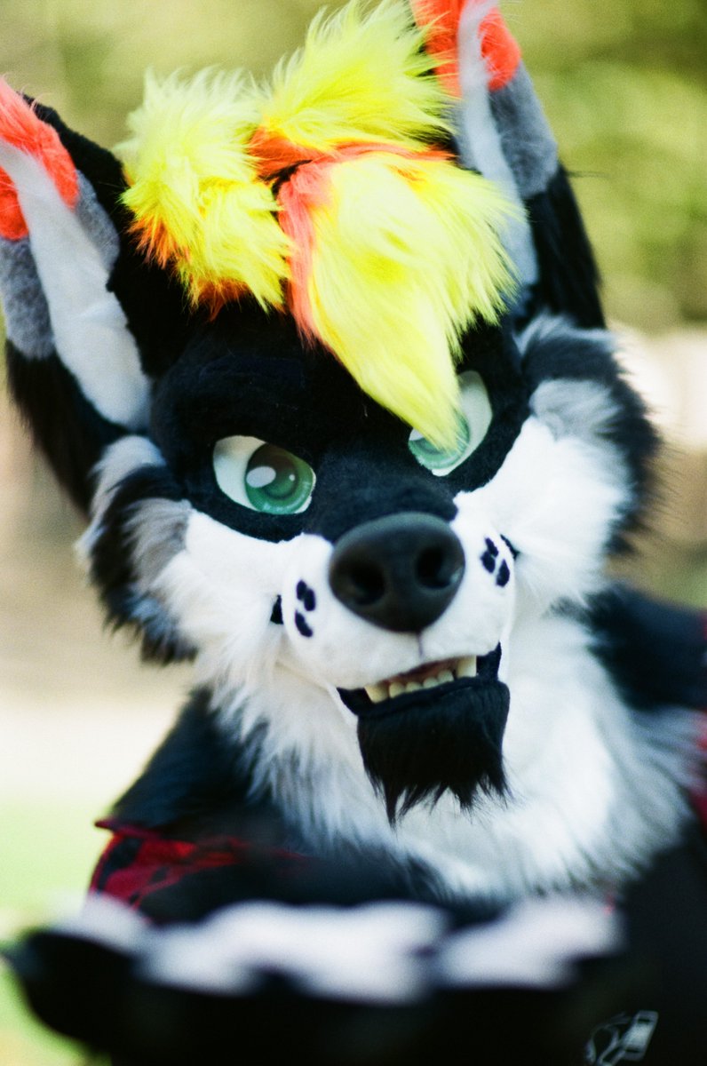 WolfJack75's tweet photo. Hold my paw and let’s take a little walk together!🐾
I promise I won’t bite!😋
✂️@RatNest13
#furry  #fursuit #furrycommunity #FursuitFriday #furryfandom https://t.co/DF2iO1N9TH