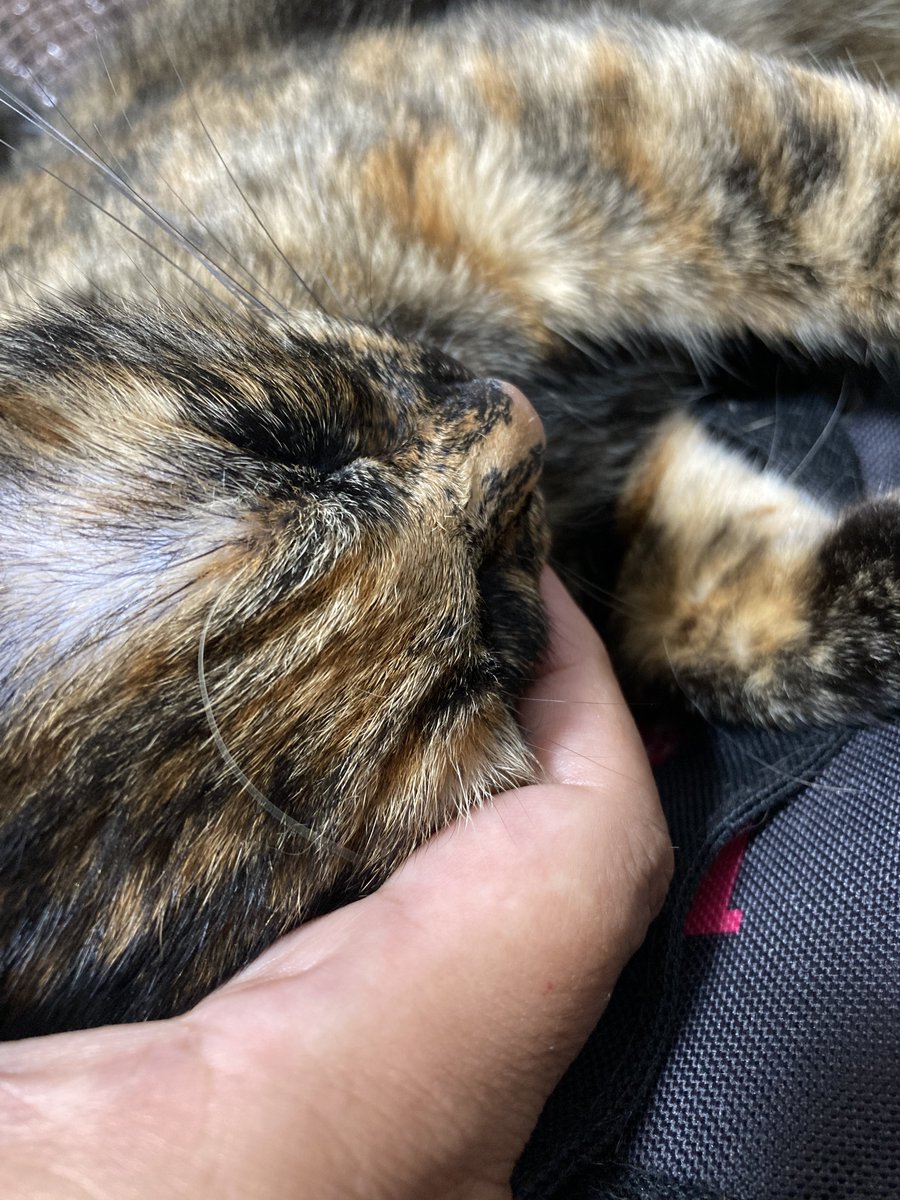 珍カス猫飼い部 #サビ猫はいいぞ #ちかちゃん日記 #猫好きさんと繋がり