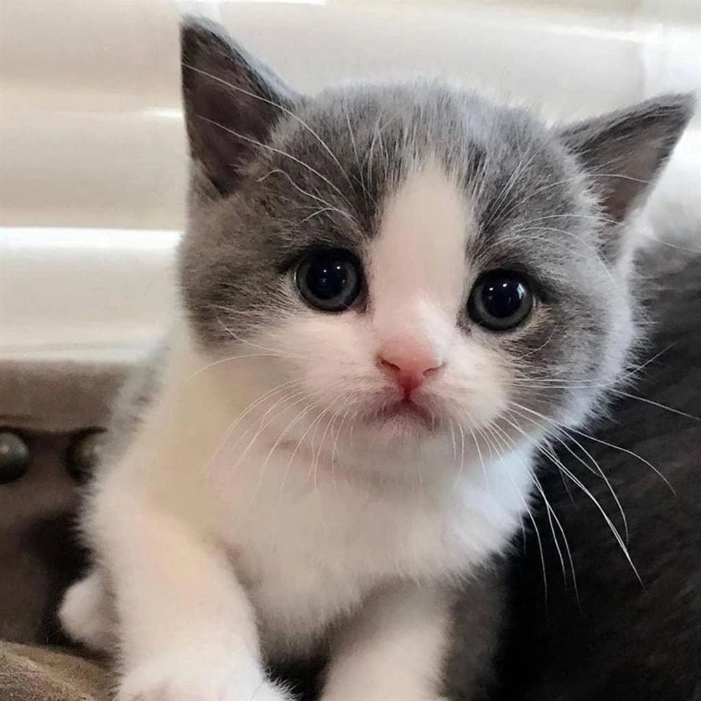 Podrà aquest gatet tenir més likes que la piulada de Junqueras?