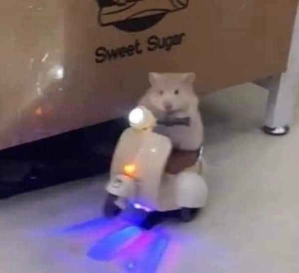 wenfluffie's tweet image. “get in lewser, we gonna hold the best ever concert ever” vibe lmaoo SO CUTEEE