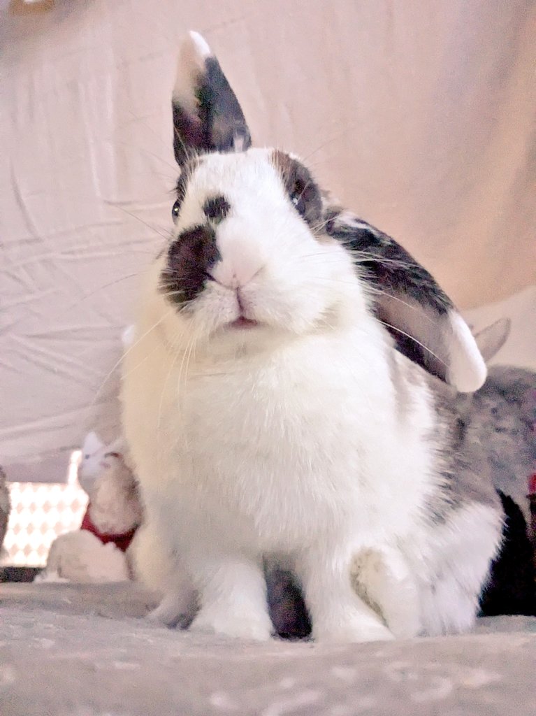 Post by うさぎのもね🐇🕓️ on X: 🐇🕔️