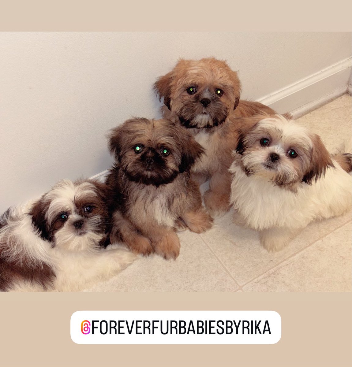 _thatbad1's tweet image. ✨ Forever Fur Babies by Rika ✨ available for re-homing today‼️  #shihtzu #shihtzupuppies #shihtzulover #atlanta #savannah #northcarolina #southcarolina #florida #georgia #tennessee #foreverfurbabiesbyrika

instagram.com/_u/foreverfurb…