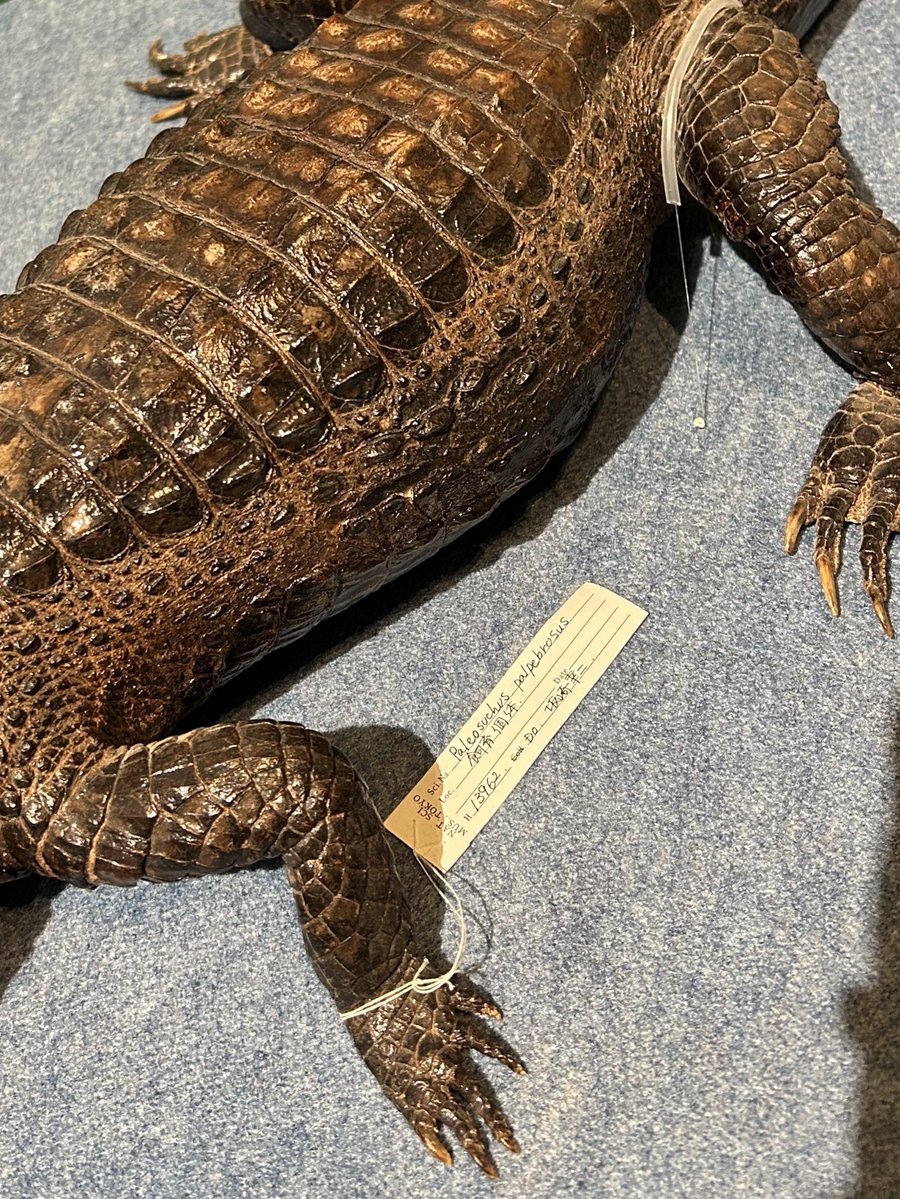 科博に行ってきました。 日本館1階でワニの企画展が開催されていたの