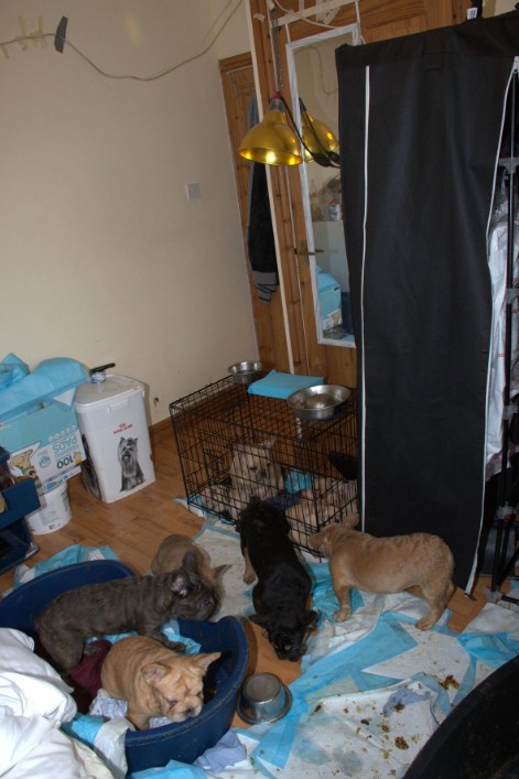 Cardiff puppy farm so 'putrid' that it made welfare officers physically sick.

WARNING: GRAPHIC CONTENT A court heard 38 dogs were found at a three-bedroom house in Cardiff with conditions so filthy police officers and local authority workers were left vomiting.

Turan Kiran, 48,