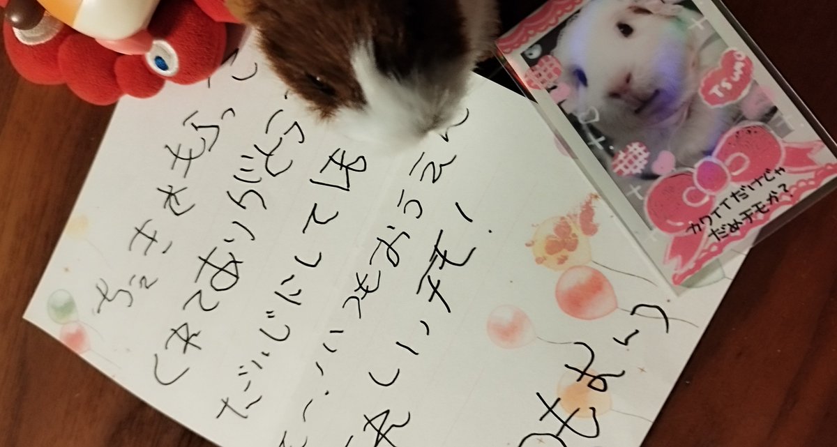 ほにゅうズ(@honyu1013) さんちの つもちゃん のチェキプレゼント企画