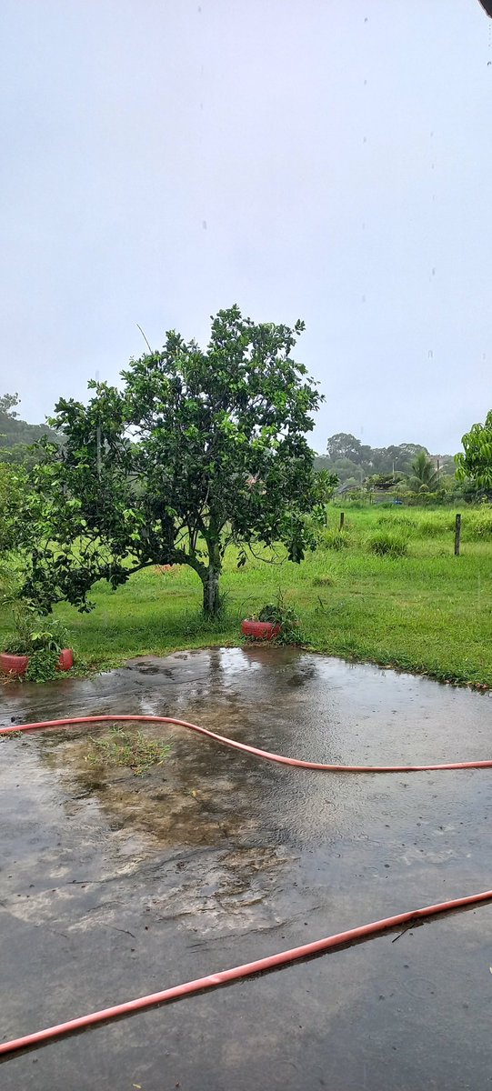 fernandolima281's tweet image. Bom dia 🌧️☕