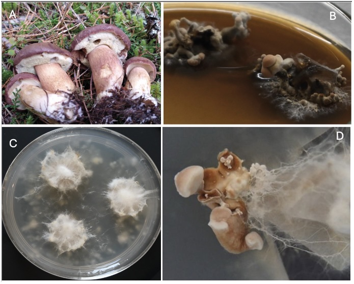 Prof Paul Thomas tweet media