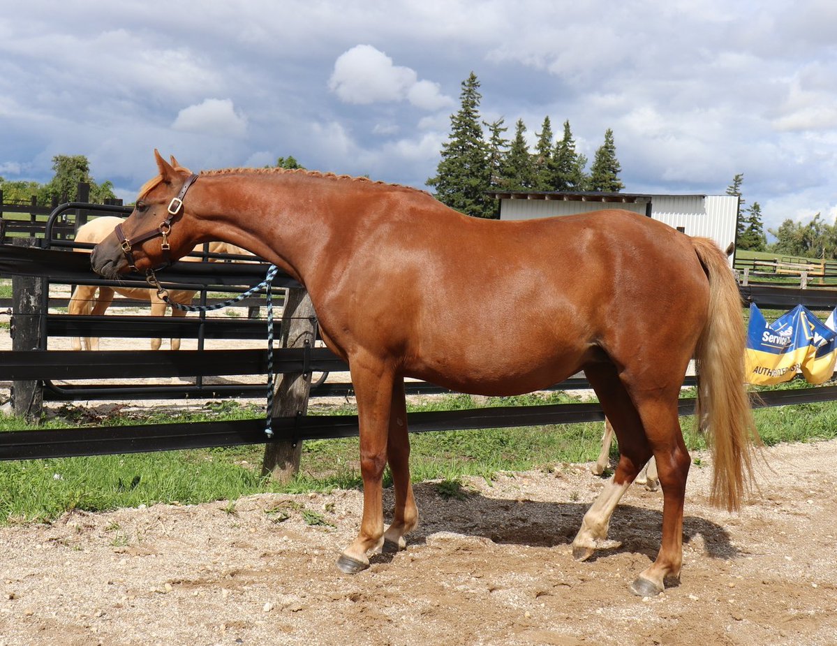 Crown Ridge Heiress (Tess), is a lovely, intelligent chestnut mare who exhibits everything you are looking for in a competitive partner for an intermediate, advanced child equestrian. She is easy for the farrier, to clip and to load. She has been shown… dlvr.it/TQWWNz